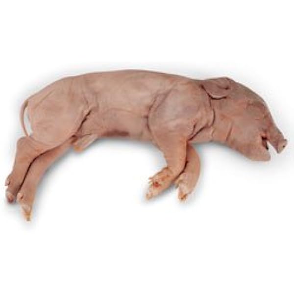 Nasco Fetal Pig Size 7 10 Injection Plain Dissection Science Education Materials Ls03784 Amazon Com Industrial Scientific