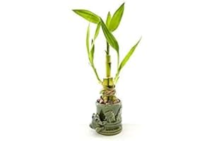JM BAMBOO Live 3 Style Party Set of 2 Bamboo Plant Arrangement w/ Frog Ceramic Vase