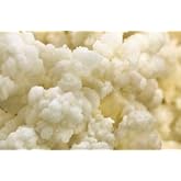 Live Milk Kefir Grains - Live Probiotic Culture