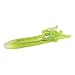 Green Artificial Celery