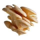 Hinterland Trading Oyster Mushroom 100+ Spore Coated Carrier Seeds Grow Your Own Fresh Gourmet Mushrooms by Hinterland Trading
