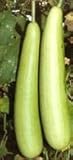 Bhim Bottle gourd seed packet