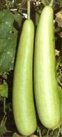 Bhim Bottle gourd seed packet