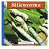 Silkworms (Life Cycles)