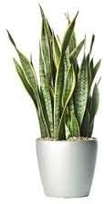 Puspita Nursery Snake Plant Dwarf Air Purifier Oxygen Supplier- Golden, Small