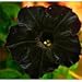 50 Black Cat Petunia Seeds
