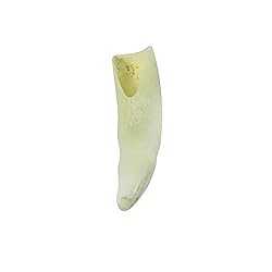 TG,LLC Treasure Gurus Genuine Alligator Tooth in a