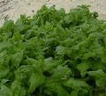 50 heirloom (new zealand) spinach seeds