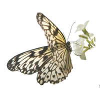 papilio printable vinyl