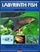 Labyrinth Fish (English and German Edition) by 