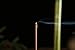 PHILOGOD 200 Incense Sticks,Sandalwood,Wormwood, Cypress,Agarwood,100% Natural Free of Nasty Chemicals,Herbal incenses for Homeopathy