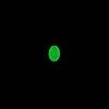 Wildlife-Luminous-Beads-Oval-Shaped-Beads-circle-Beads-Fishing-Lures-Fishing-Bead-Fishing-Tackle-Tools-Eggs-glow-fishing-beads-green