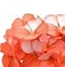 Geranium - Horizon Orange Ice - 10 Seeds
