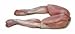 Frog Legs 4 - 6 Pair Per Lb. ( 5 Lb. Bag)