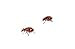 Insect Lore Live Ladybug Growing Kit Toy - Baby Ladybug Larvae to Adult Ladybugs -SHIP NOW