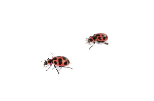 5 Insect+Lore+Live+Ladybug+Larvae