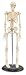 My First Skeleton (Tiny Tim) 16 1/2