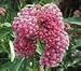 75 RED SWAMP MILKWEED Asclepias Incarnata Flower Seeds
