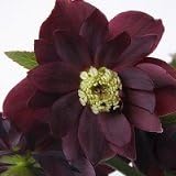 Amazon 耐寒性 宿根草 花郷園さんの クリスマスローズ ダブル ブラックオニキス イングリッシュガーデン 花