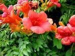 25 Orange HUMMINGBIRD TRUMPET CREEPER Campsis Radicans Vine Flower Seeds by Seedville