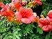 25 Orange HUMMINGBIRD TRUMPET CREEPER Campsis Radicans Vine Flower Seeds by Seedville