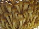 Hinterland Trading Oyster Mushroom 100+ Spore Coated Carrier Seeds Grow Your Own Fresh Gourmet Mushrooms