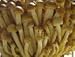 Hinterland Trading Oyster Mushroom 100+ Spore Coated Carrier Seeds Grow Your Own Fresh Gourmet Mushrooms