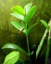 20 RED MANGROVE AQUARIUM FISH PLANTS or MANGROVES SEEDS