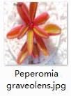 TOMHY 3Pcs a Set Peperomia graveolens Neon Breaker : 3 Peperomia graveo