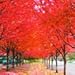 100% True Japanese Red Maple Tree Seeds, Professional Pack, 20 Seeds / Pack, Ornamental Garden Tree E3393