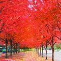 100% True Japanese Red Maple Tree Seeds, Professional Pack, 20 Seeds / Pack, Ornamental Garden Tree E3393 100% True Japanese Red Maple Tree Seeds, Professional Pack, 20 Seeds / Pack, Ornamental Garden Tree E3393