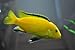 Pair of Yellow Lab Cichlid - Live Tropical Aquarium Fish