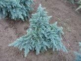 Divinely Blue Deodar Cedar - Cedrus deodara Divinely Blue - 2 - Year Live Plant