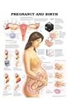 Pregnancy and Birth 3D Raised Relief Chart, Anatomical Chart Company Staff, 1587794519