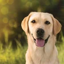 AF Dog Flea and Tick Control Collar- 8 Months Flea and Tick Control for Dogs - Natural, Herbal, Non-Toxic Dog Flea Treatment - Waterproof Protection and Adjustable Best Flea Collar for Dogs