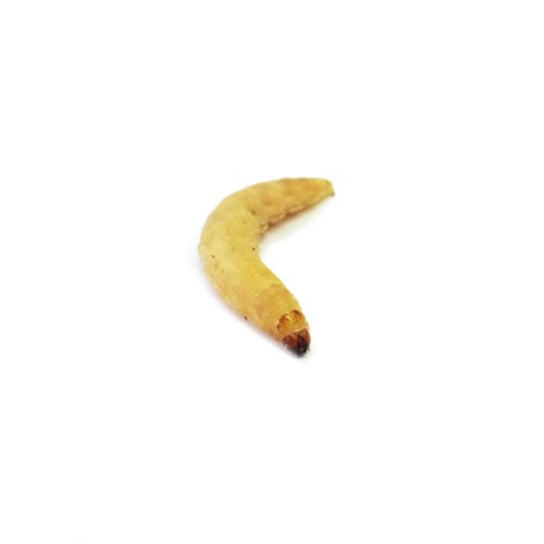 Josh's Frogs Waxworms (250 Count) - Thumbnail 3