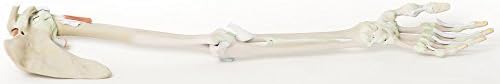 3D Printed Upper Limb - Ligaments