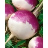 WHITE GLOBE PURPLE TOP TURNIP 5 LB.