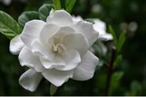 Brighter Blooms - Frost Proof Gardenia Shrub, 1 Gal. - No Shipping to AZ