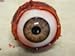 Eyeball Poppers for Masks or Skulls (Brown)