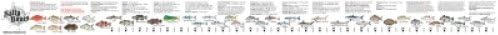 Salty Bones FS50 Ruler Fish Stick Boat, Stkr w/Florida Regs.
