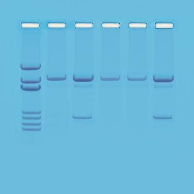 EDVOTEK 121 Detection of Genetically Modified Organisms Simulation, for 8 Gels