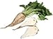 The Dirty Gardener Sugar Beet Beets - 50 Seeds
