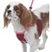 Yuppie Puppy Anti-Pull Mesh Harness Small (11-25 lbs) color Pink, Multiple Sizes