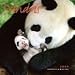 Pandas 2009 Wall Calendar