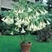 *GIANT FLOWERS WHITE ANGEL TRUMPETS*25 seeds*rare#1076
