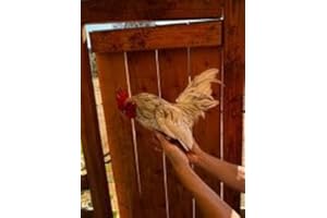 Generic Fertile Hatching Eggs 1/2 Dozen Serama Micro Chickens