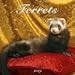 Ferrets 2009 Wall Calendar