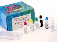 Human papillomavirus IgM,HPV-IgM ELISA Kit, 96T