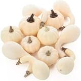 Factory Direct CraftPackage of 24 Assorted Harvest Off White Artificial Pumpkin and Gourds for Halloween, Fall and Thanksgiving Decorating